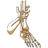 Hand and foot