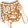 The intestine 2