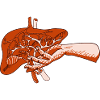The liver 2
