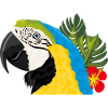 Macaw parrot