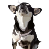 Chic Chihuahua