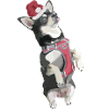 X-Wuff