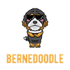 Bernedoodle Dog