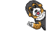Bernedoodle chien de côté
