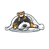 Bernedoodle Hund