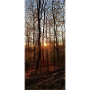 Wald