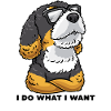 Bernedoodle dog with sunglasses