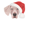 Merry Christmas Weimaraner