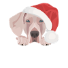 Joyeux Noël Weimaraner