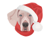 Merry Christmas Weimaraner