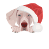 Joyeux Noël Weimaraner