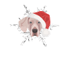 Joyeux Noël Weimaraner