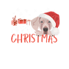 Joyeux Noël Weimaraner