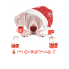 Weimaraner Weihnachtsmarkt