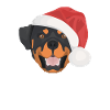 Rottweiler Joyeux Noël