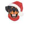 Rottweiler Joyeux Noël