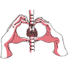 The thyroid gland