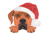 Rhodesian Ridgeback Merry Christmas
