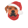 Rhodesian Ridgeback Merry Christmas