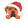 Rhodesian Ridgeback Merry Christmas