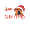 Rhodesian Ridgeback Joyeux Noël