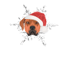 Rhodesian Ridgeback Joyeux Noël