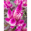 cockscomb also silver cock's Celosia