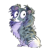 Shetland blue merle