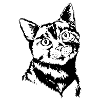 Cat View