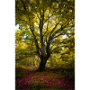 L’arbre