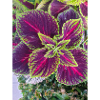 Joseph's coat also Chinese amaranth
