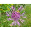 centaurée aussi centaurea Skabiosen-Flocken