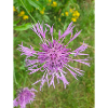 centaurée Centaurea scabiosa
