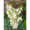 Ferald’s Yucca also Narrow Leaf-Yucca