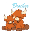 Highland cattle - Big Brother