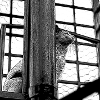The cat on the roof