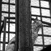 The cat on the roof