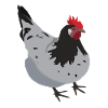 Huhn