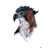 aigle