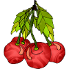 Cherries