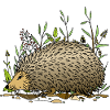 Igel