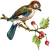 Bunter Vogel