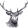 Cerf