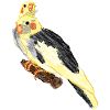 Nymphensittiche / Cockatiels V