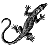 Graphic of a lizard