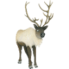 Reindeer