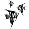 Scalar swarm / Scalars / Graph