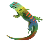 Gecko2