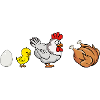 Chicken Evolution 001