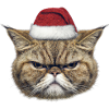 Grumpy Christmas Cat